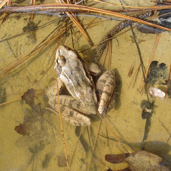 Un esemplare di rana dalmatina.