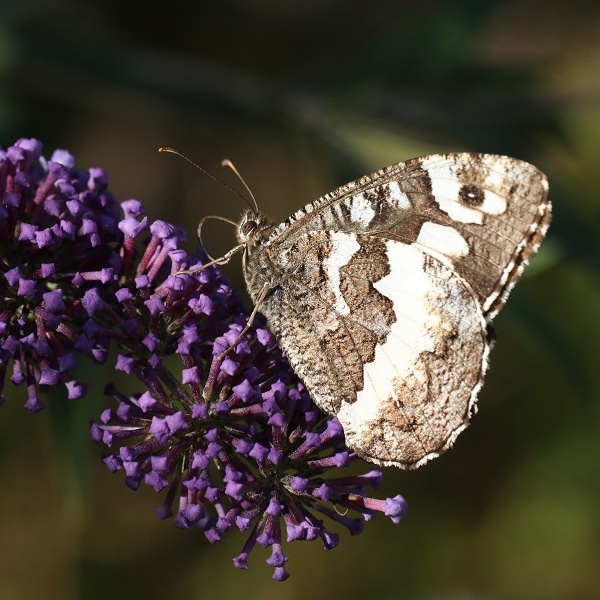 Dans le jardin des papillons