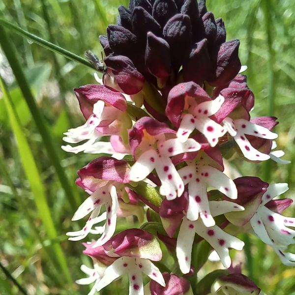 Neotinea ustulata Foto Simona Molino