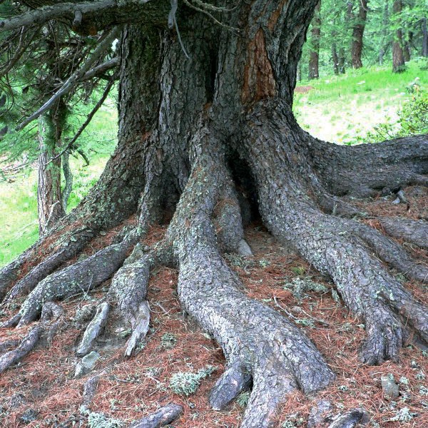 Racines de pin cembro