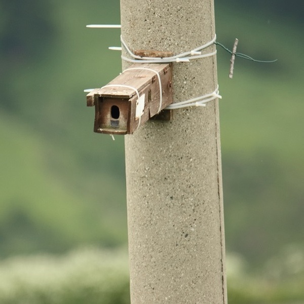 Nesting box \u002D Photo by Giuseppe Roux Poignant
