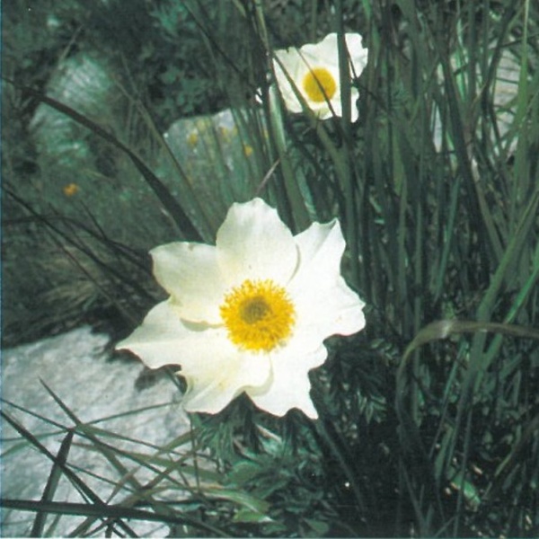 Anemone delle Alpi (Pulsatilla alpina)