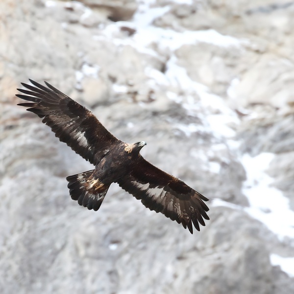 Aquila in volo