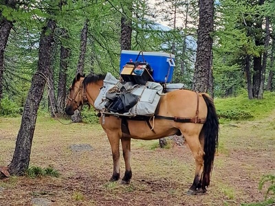 Trasporto someggiato