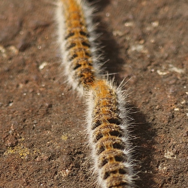Thaumetopoea pityocampa \u002D larva di processionaria