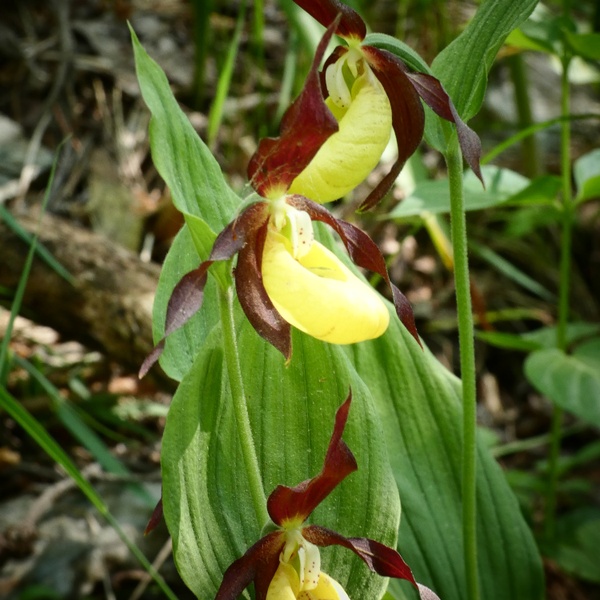 La caratteristica apertura sommitale da cui gli insetti impollinatori entrano all\u0027interno del fiore.