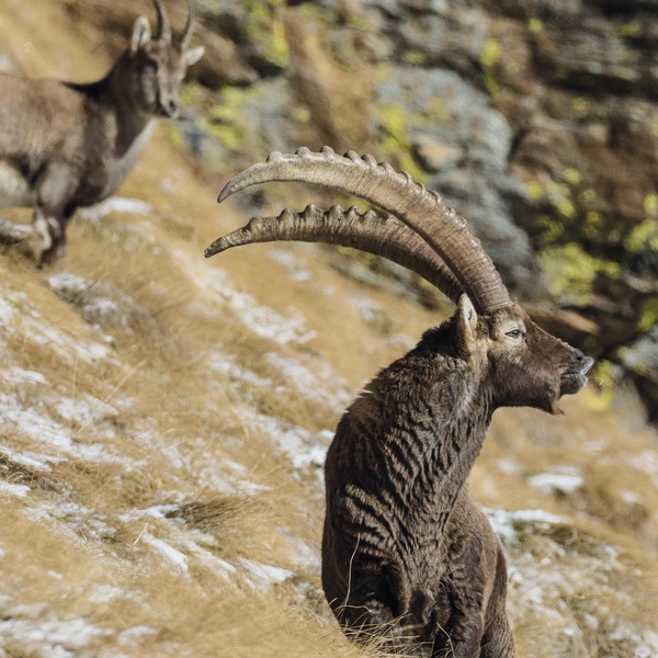 Couple de bouquetins