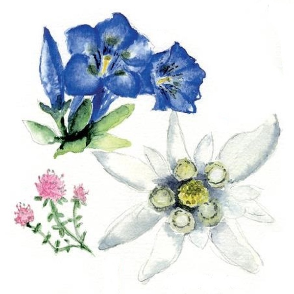 Alpine meadow flowers