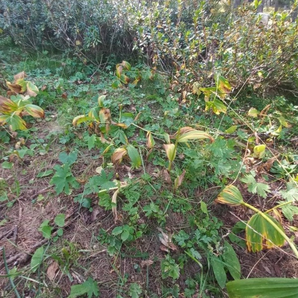 Un\u0027immagine scattata durante un sopralluogo nel Comune di Pragelato dove si osservano le piante giovani di Veratrum album parzialmente consumate dalle vacche al pascolo.