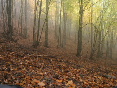 Una faggeta nel Parco naturale Orsiera Rocciavré