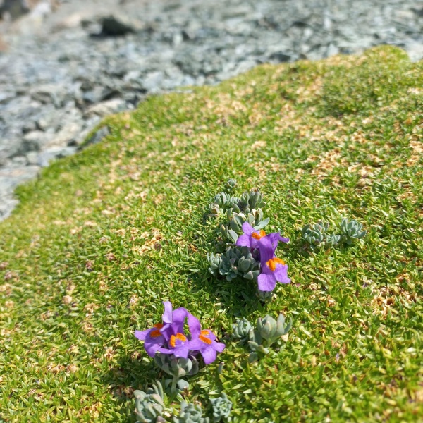 Alcuni esemplari di Linaria alpina che crescono all’interno di un cuscinetto di Silene acaulis nell’area di studio a quota 2790 m.