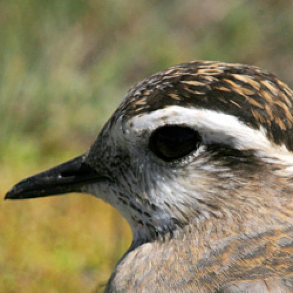 Pivière