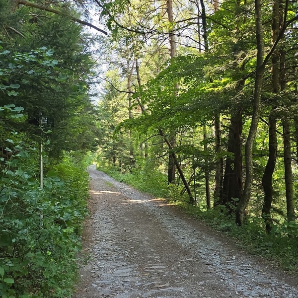 Inizio strada ex militare da Pinea a Ser Blanc (Parco naturale del Gran Bosco di Salbertrand)