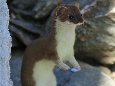 Uno splendido esemplare di ermellino.