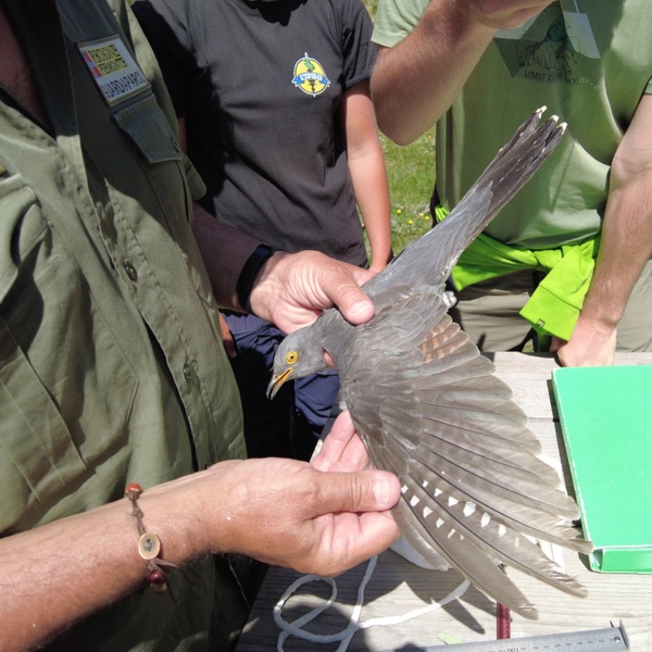 Si misura l\u0027apertura dell\u0027ala e se ne osserva il piumaggio per stabilire la classe di età e il sesso.