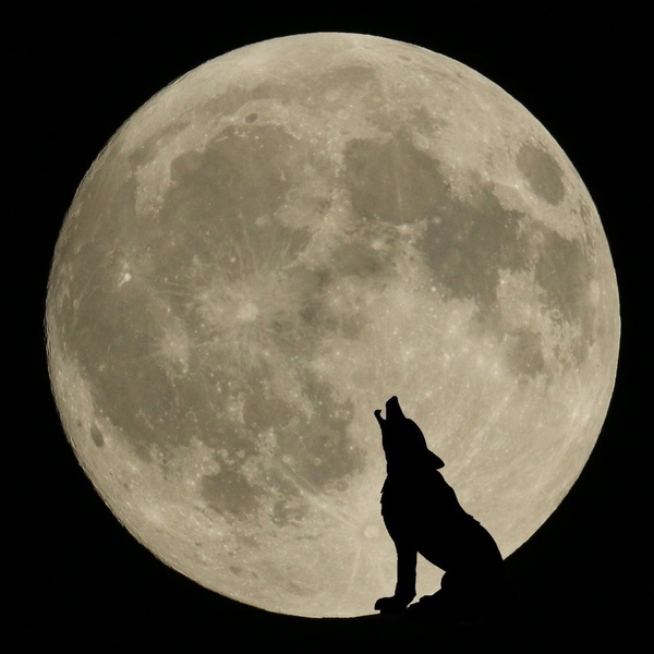 Lupo e luna piena