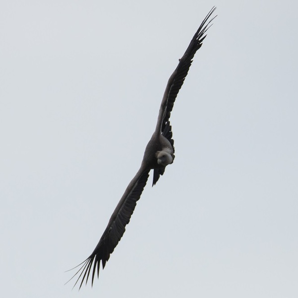 \u003Cfigcaption\u003Efoto_grifone_massimiliano_pons\u003C/figcaption\u003E