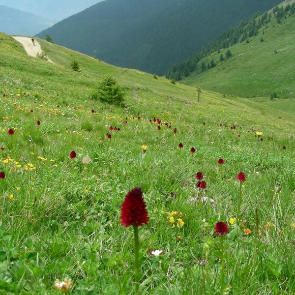 Fioritura Orchidee (Parco naturale del Gran Bosco)