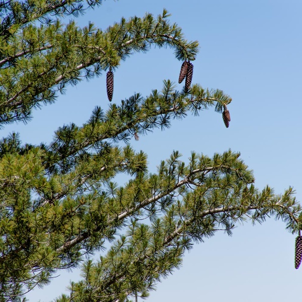 Dettaglio di pino silvestre