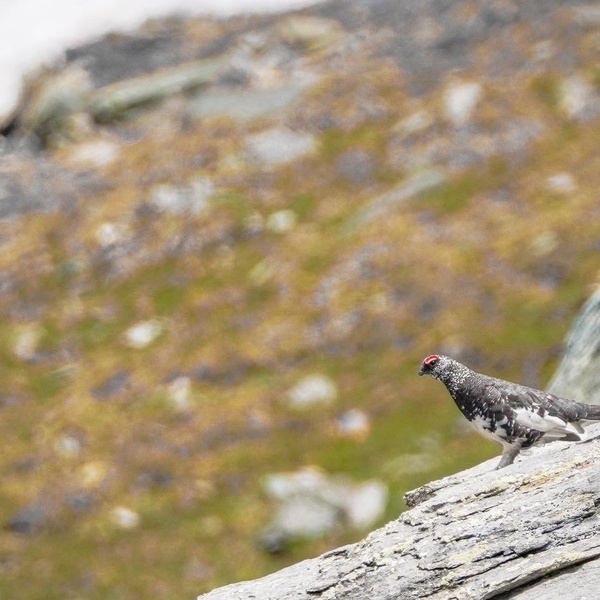 Pernice bianca nel Parco Naturale della Val Troncea, una specie fortemente minacciata dai cambiamenti climatici che rischia di scomparire.
