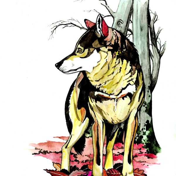 Lupo, acquerello
