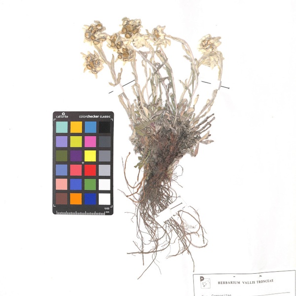 Un esemplare di Stella alpina conservato nell\u0027Herbarium Vallis Tronceae.