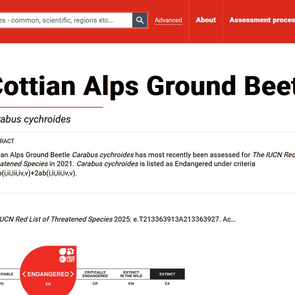 La scheda del Carabus cychroides nel sito IUCN