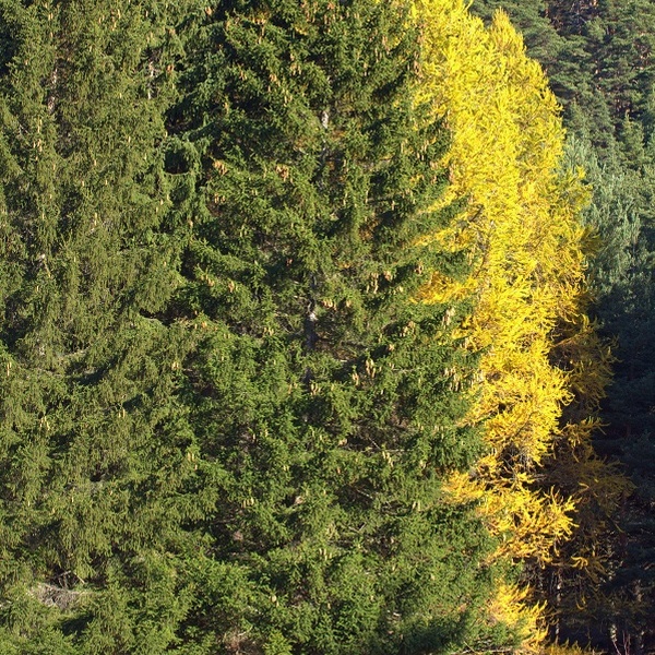 Abete rosso e larici