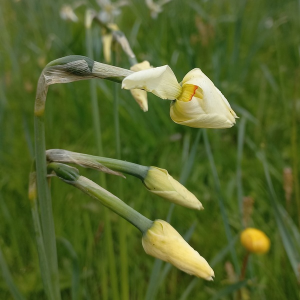 Boutons de narcisse.
