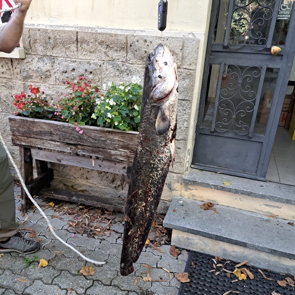 Le misurazioni di un pesce siluro pescato durante una sessione di pesca scientifica.
