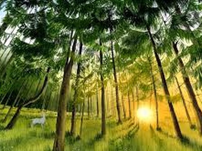 La canzone della foresta di Irene Borgna