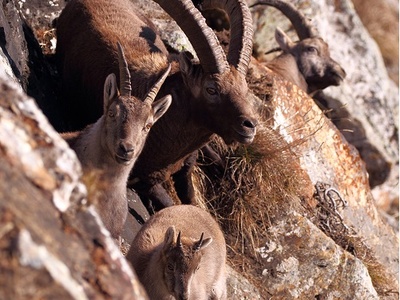 Stambecchi su roccia