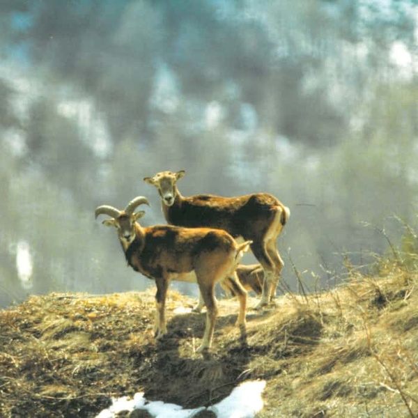 Mufloni (ovis musimon)