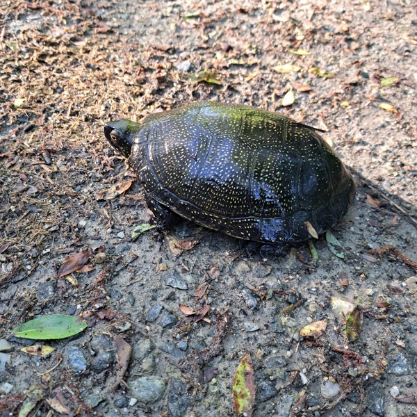 Un individu d\u0027Emys orbicularis observé dans la Marais des Mareschi le 8 mai 2025.