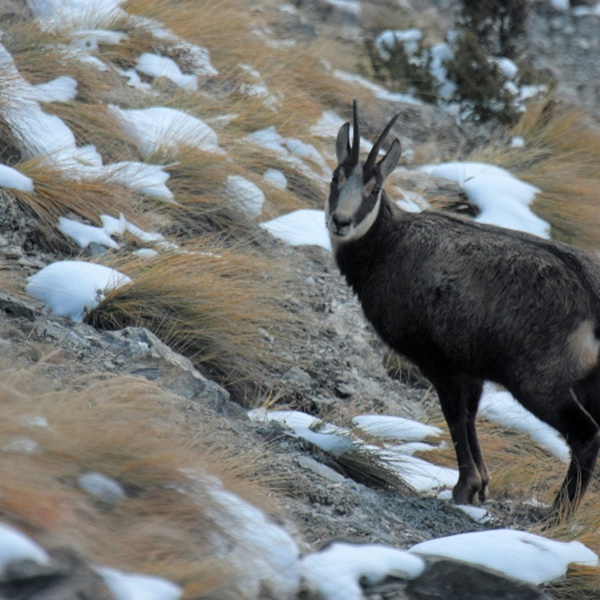 \u003Cspan lang\u003D\u0022fr\u0022\u003EChamois femelle. L\u0027espèce se caractérise par un faible dimorphisme sexuel\u003C/span\u003E