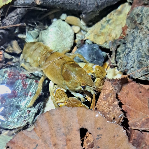 Un exemplaire de crevette d\u0027eau douce immortalisé dans le Parc Naturel des Lacs d\u0027Avigliana.