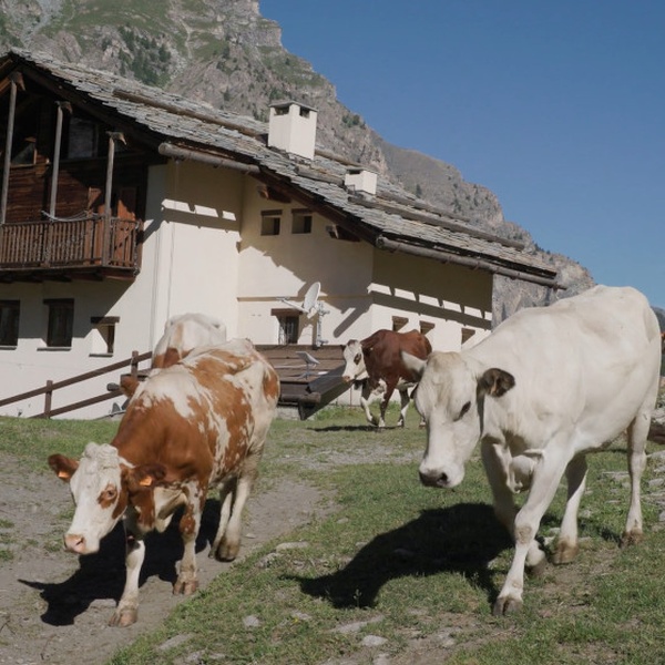Une capture d\u0027écran de la min vidéo tournée dans le Parc Naturel de la Val Troncea.