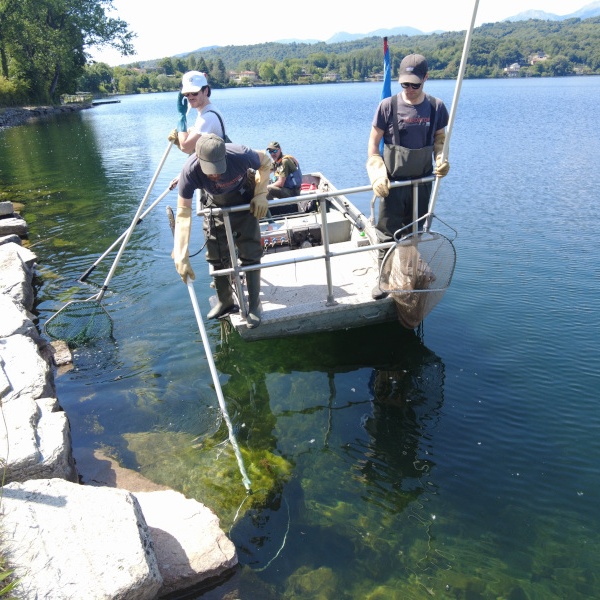 Una fase della pesca scientifica al pesce siluro nel Lago Grande di Avigliana.