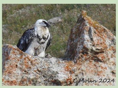 Imperfect adult with light plumage  \u000D\u000A03.09.2024, Novalesa, Cristiana Molin