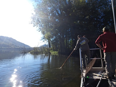 Una fase di elettropesca.