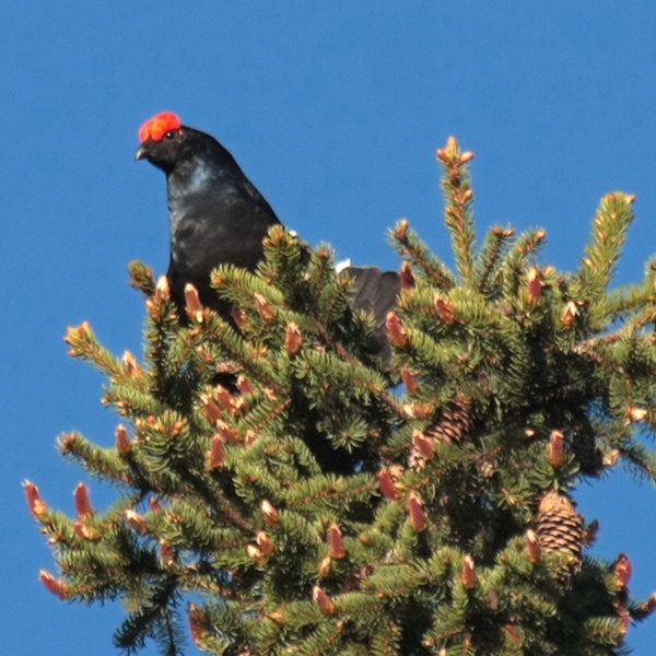 Un fagiano de montagne entre les branches d\u0027un épicéa.