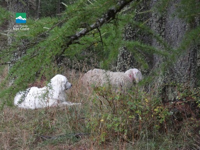 La brebis et le chien de garde immortalisés par les gardes\u002Dparc après la tentative de prédation.