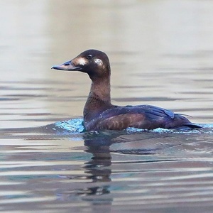 International Waterfowl Census