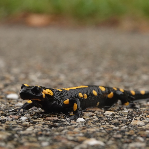 Salamandra sur la route \u002D photo Luca Giunti