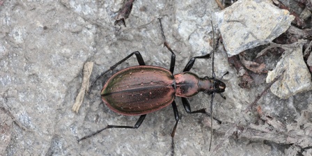 Un esemplare di Carabo delle Alpi Cozie