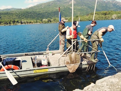 Attività di elettro\u002Dpesca sul Lago Grande di Avigliana.