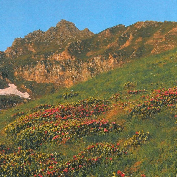 Fleuraison aux pieds du Villano