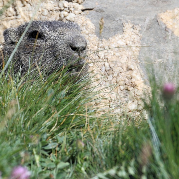 Une marmotte vient de sortir de son terrier