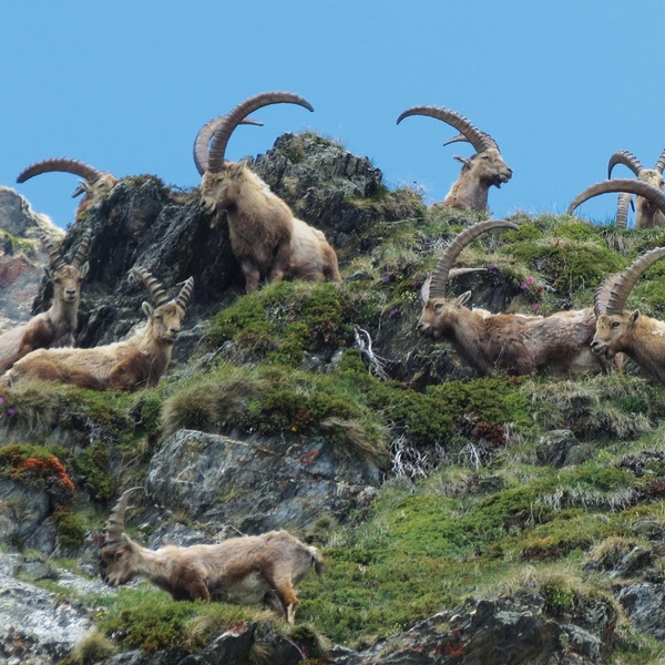 Troupeau de bouquetins