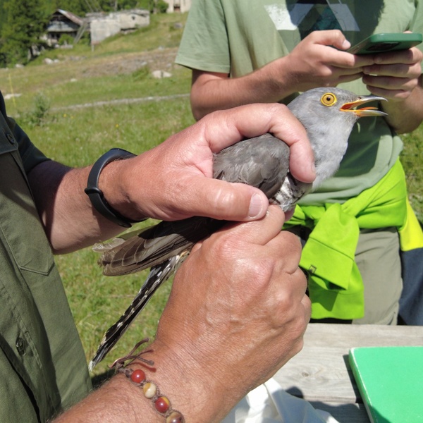 Il giovane cuculo viene manipolato con grande perizia e delicatezza da un guardiaparco dotato di patentino come inanellatore riconosciuto da Ispra.
